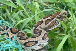 Rise in Snakebite Incidents in Rajshahi: Causes and Statistics
