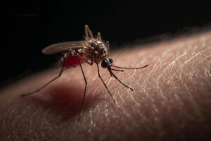 Risk of highest dengue infections continues in November
