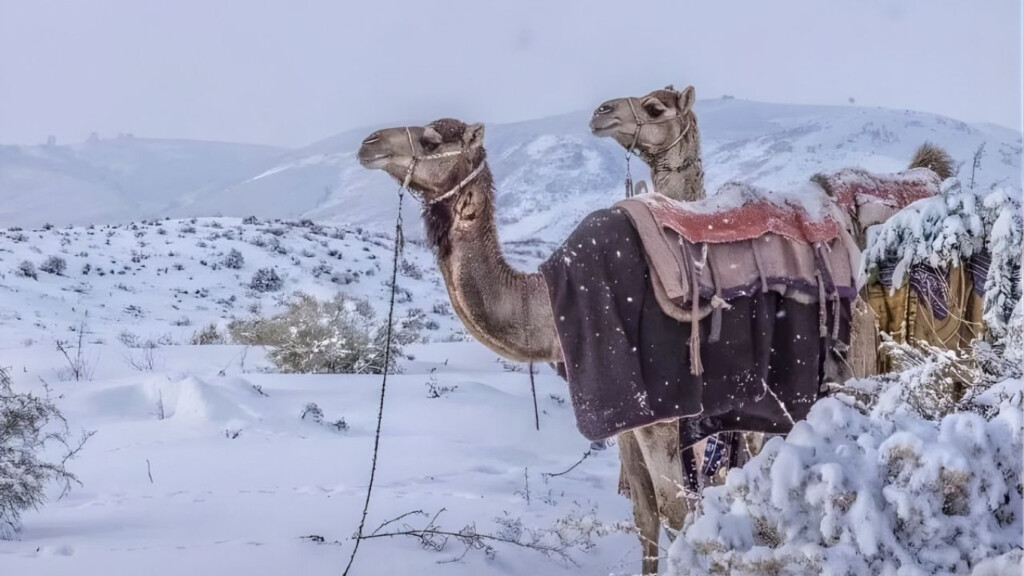 saudi arabia sees rare snowfall after 30 years Saudi Arabia Sees Rare Snowfall After 30 Years