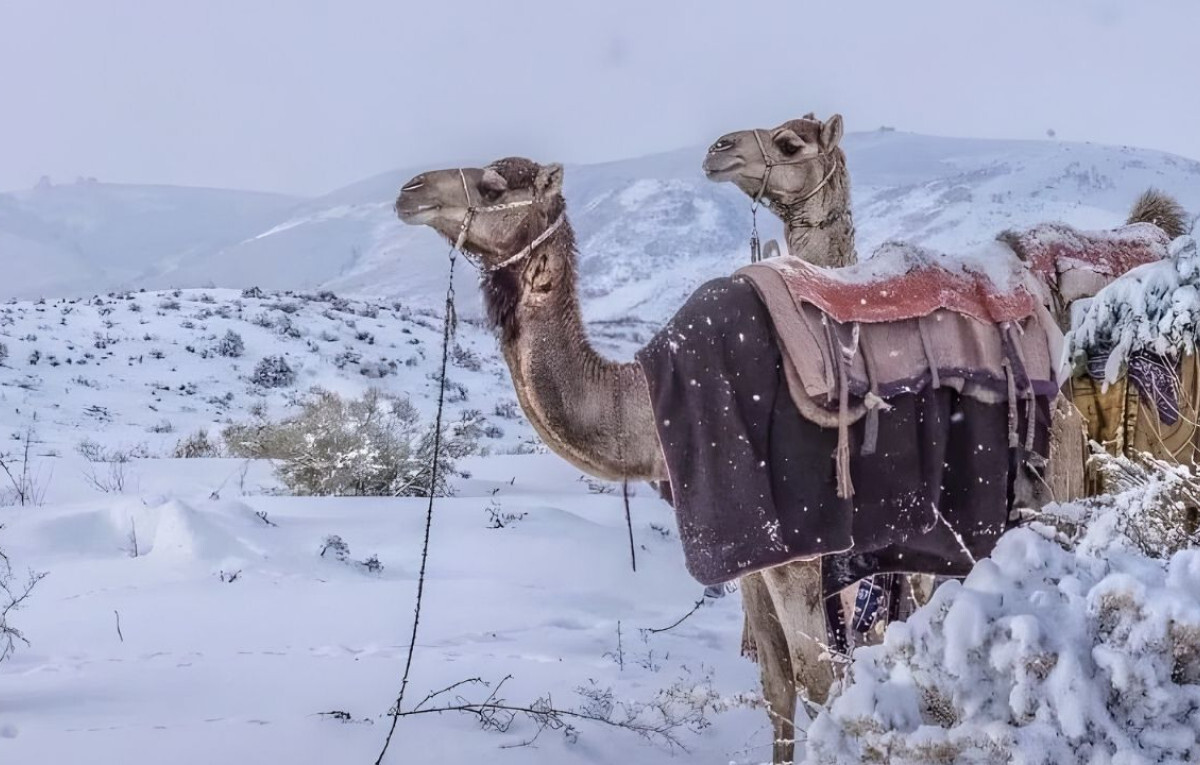 Saudi Arabia Sees Rare Snowfall After 30 Years