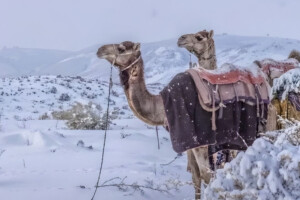Saudi Arabia Sees Rare Snowfall After 30 Years