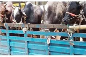 Seven Bulls and Pickup Truck Stolen in Daring Heist at Shayestaganj