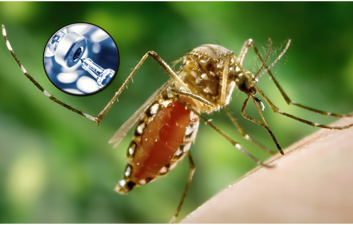 ‘Severe’ Side Effects: United States Suspends Ixchiq Chikungunya Vaccine