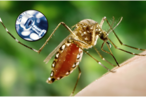 ‘Severe’ Side Effects: United States Suspends Ixchiq Chikungunya Vaccine