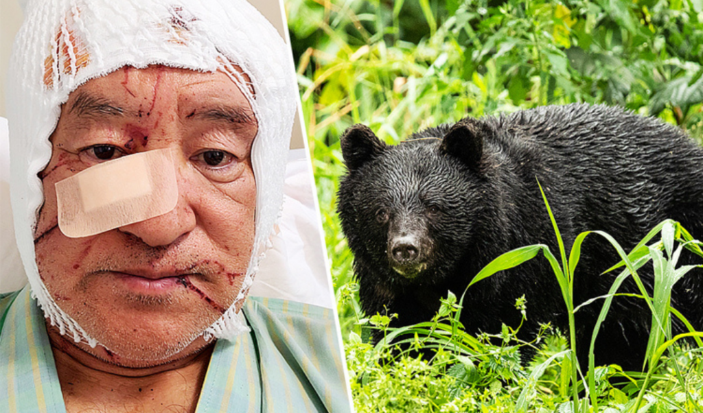 Spanish Tourist Injured in Latest Bear Attack in Japan 3 spanish tourist injured in latest bear attack in japan Spanish Tourist Injured in Latest Bear Attack in Japan