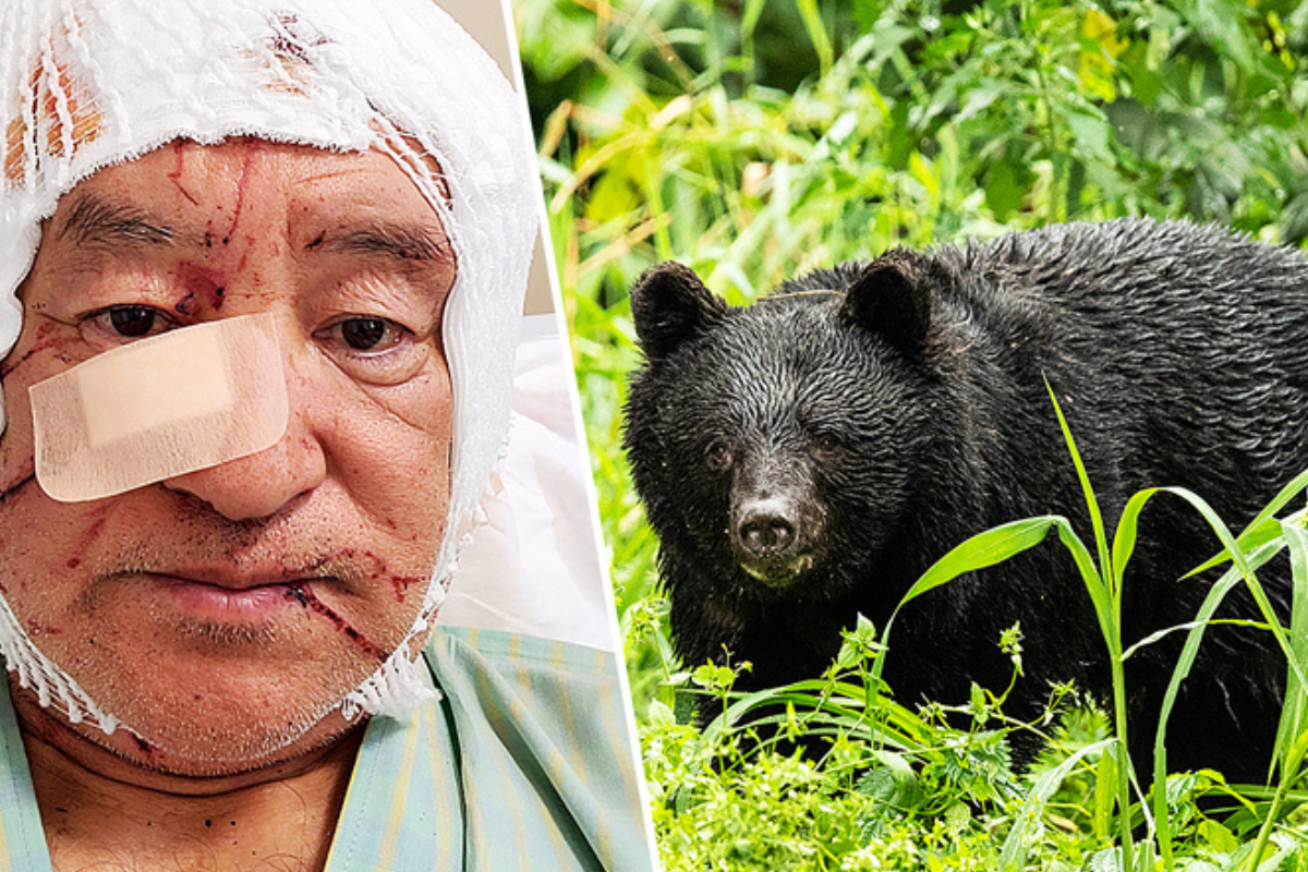 Spanish Tourist Injured in Latest Bear Attack in Japan
