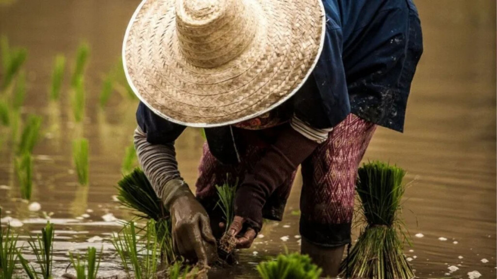 sri lanka expands crop insurance amid environmental shocks Sri Lanka Expands Crop Insurance Amid Environmental Shocks