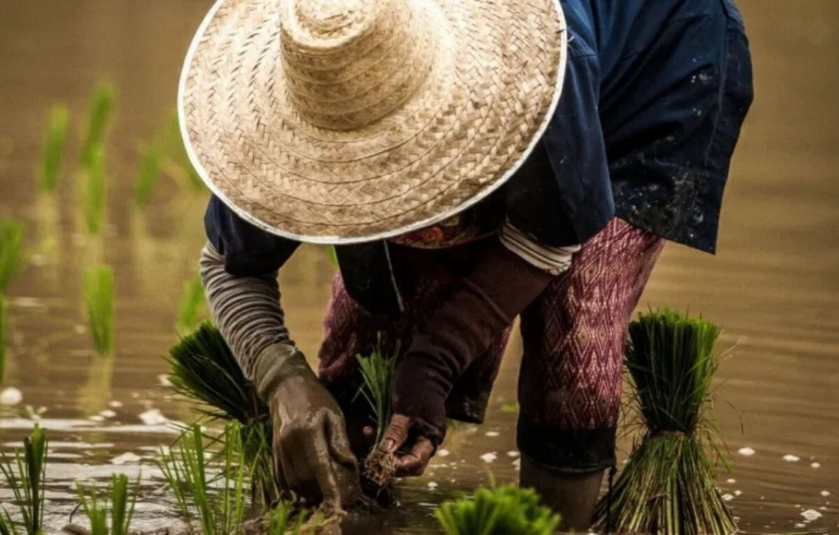 Sri Lanka Expands Crop Insurance Amid Environmental Shocks