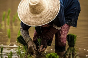 Sri Lanka Expands Crop Insurance Amid Environmental Shocks