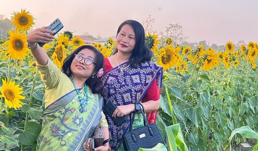 sunflower gardens along the river boost local income Sunflower Gardens Along the River Boost Local Income
