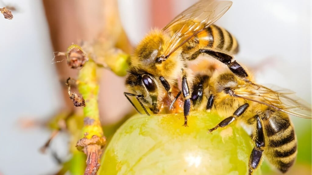 swarm of bees causes fatal attack on retired police officer in rural uttar pradesh Swarm of Bees Causes Fatal Attack on Retired Police Officer in Rural Uttar Pradesh