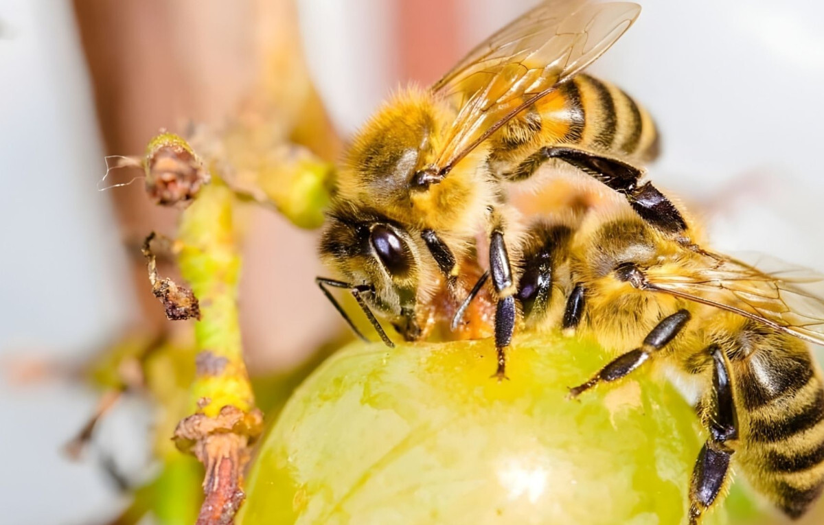 Swarm of Bees Causes Fatal Attack on Retired Police Officer in Rural Uttar Pradesh