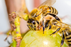 Swarm of Bees Causes Fatal Attack on Retired Police Officer in Rural Uttar Pradesh