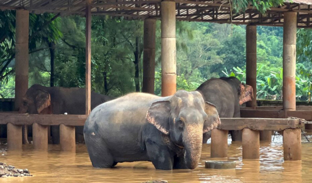 thailand deploys contraceptive vaccines for elephants Thailand Deploys Contraceptive Vaccines for Elephants