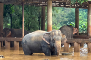 Thailand Deploys Contraceptive Vaccines for Elephants