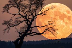 The Biggest Supermoon of the Year Will Be Visible Tomorrow Night