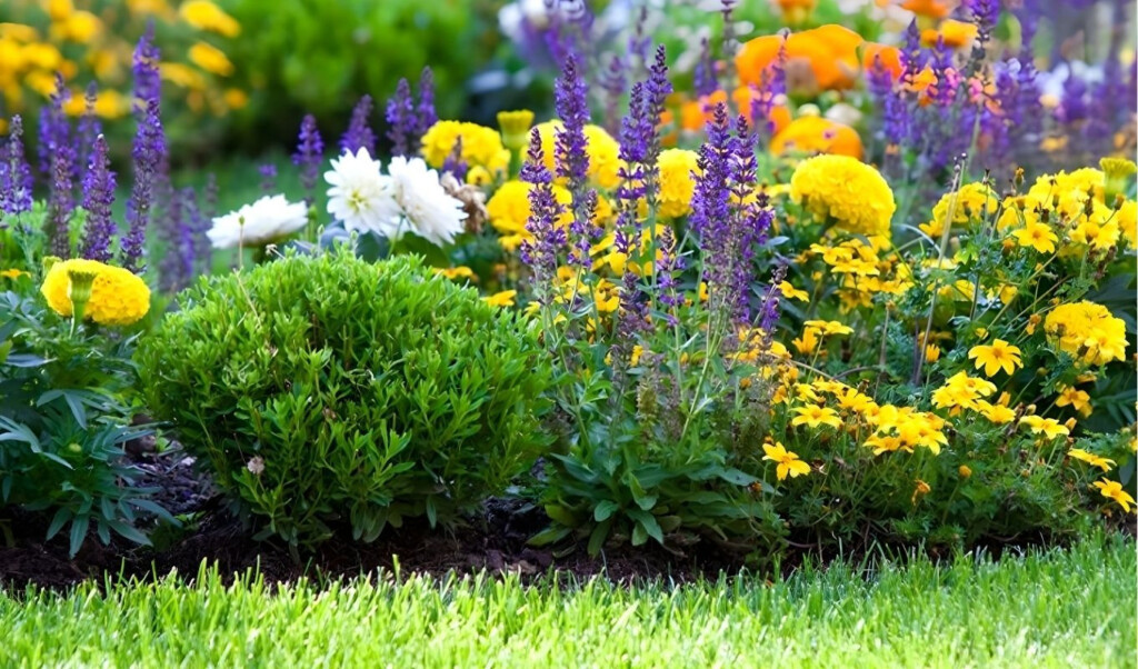 the joy of colours in the world of flowers The Joy of Colours in the World of Flowers
