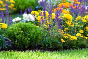 The Joy of Colours in the World of Flowers