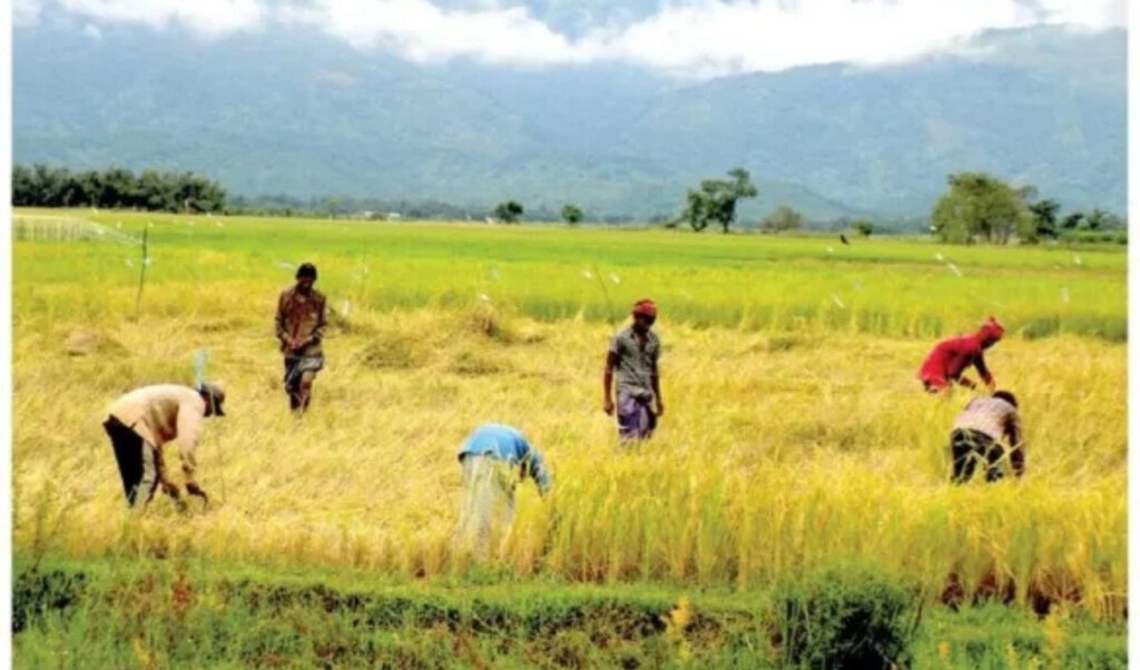 the silent revolution in bangladeshs agriculture technology innovation and the farmers behind the transformation The Silent Revolution in Bangladesh’s Agriculture: Technology, Innovation and the Farmers Behind the Transformation