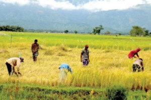 The Silent Revolution in Bangladesh’s Agriculture: Technology, Innovation and the Farmers Behind the Transformation