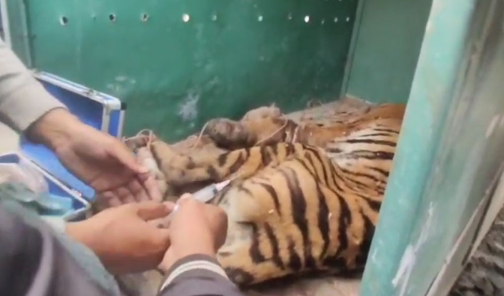 three challenges for releasing trapped tiger Three Challenges for Releasing Trapped Tiger