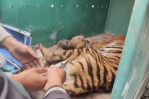 Three Challenges for Releasing Trapped Tiger