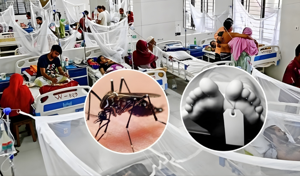 three more deaths from dengue in 24 hours 833 new hospital admissions Three More Deaths from Dengue in 24 Hours, 833 New Hospital Admissions