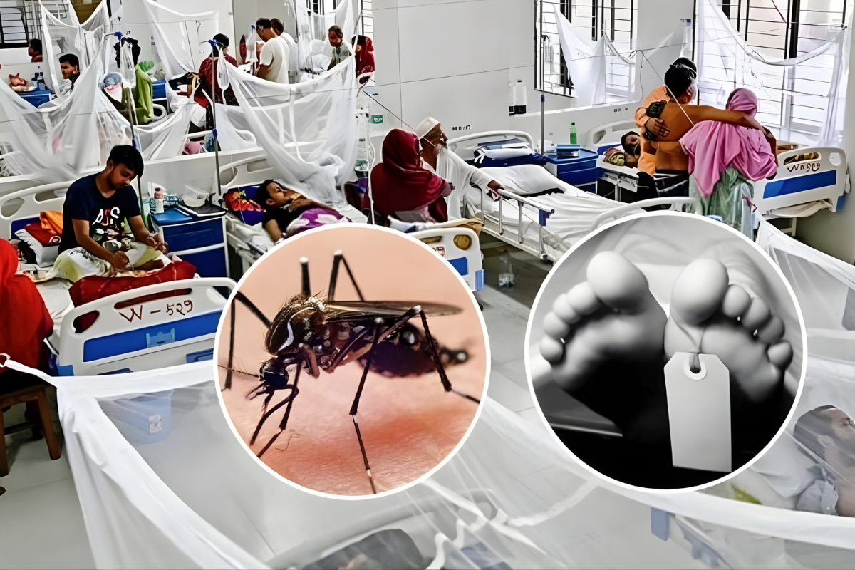 Three More Deaths from Dengue in 24 Hours, 833 New Hospital Admissions