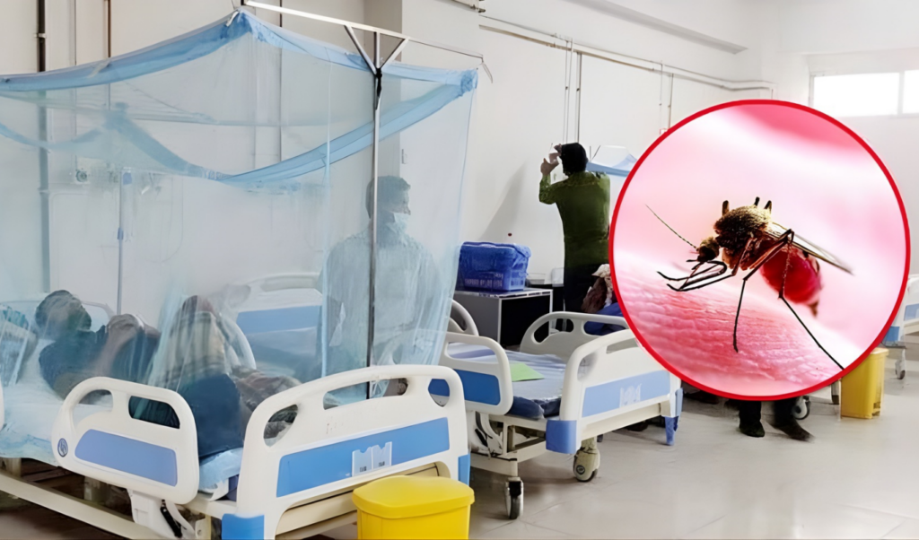 three more die from dengue 593 admitted to hospitals Three More Die from Dengue, 593 Admitted to Hospitals