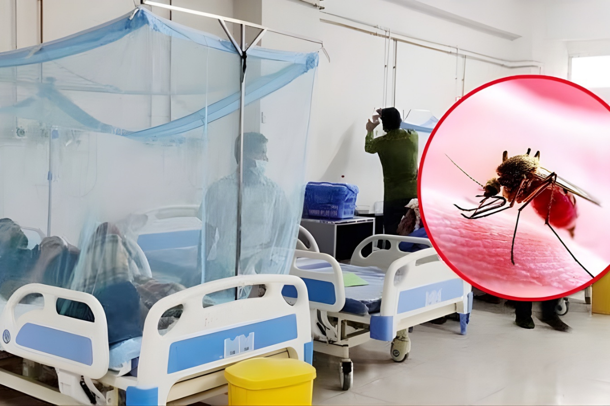Three More Die from Dengue, 593 Admitted to Hospitals