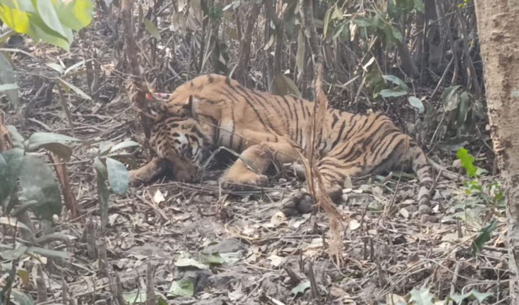 tiger caught in deer poaching trap rescued in forest department operation Tiger caught in deer poaching trap, rescued in forest department operation