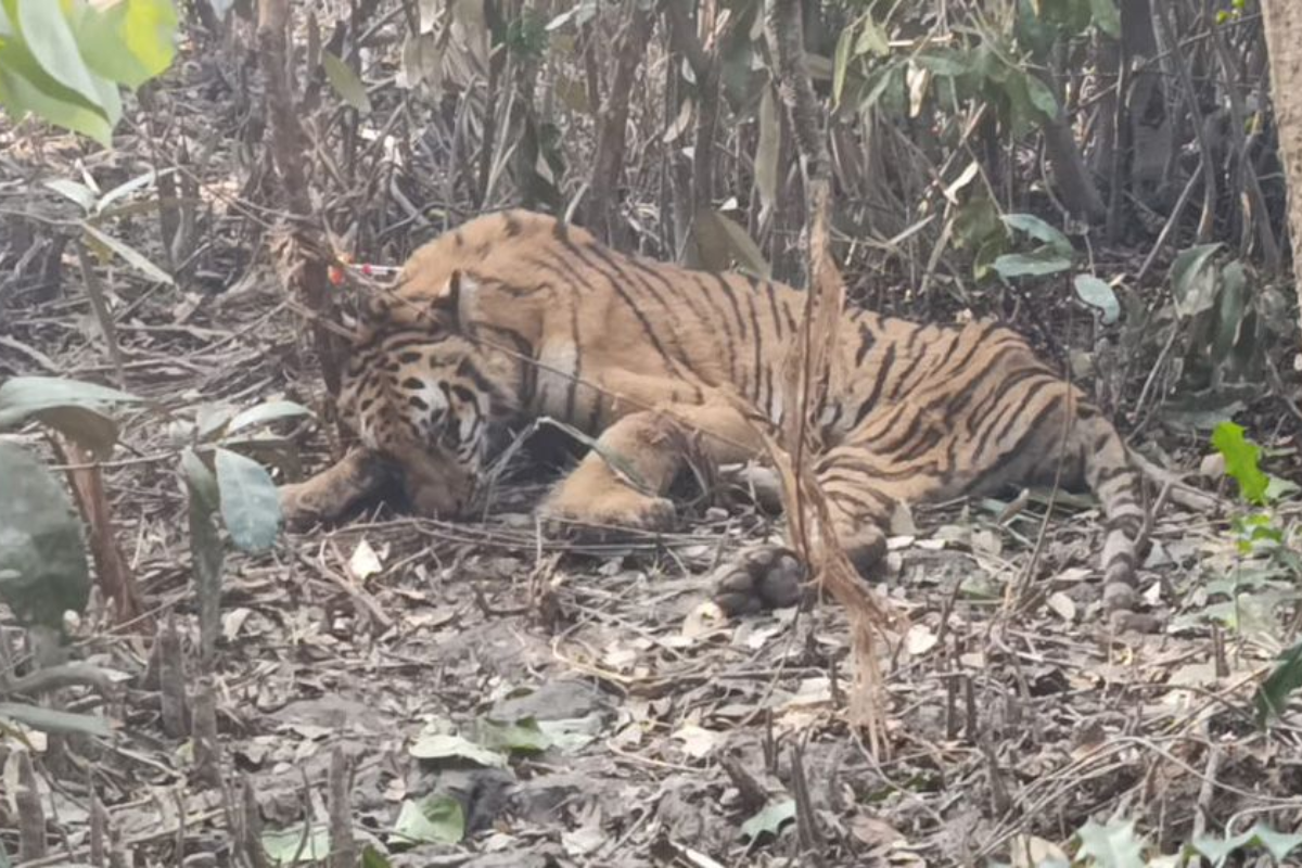 Tiger caught in deer poaching trap, rescued in forest department operation
