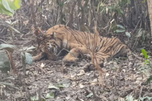 Tiger caught in deer poaching trap, rescued in forest department operation