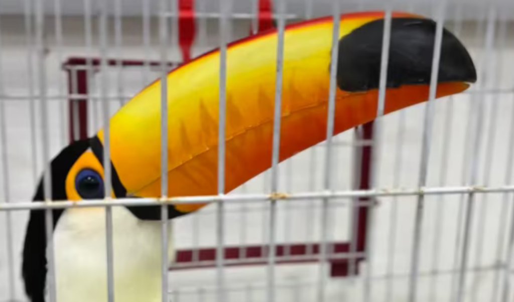 toucans and tortoises rescued in major brazilian wildlife trafficking bust Toucans and Tortoises Rescued in Major Brazilian Wildlife Trafficking Bust
