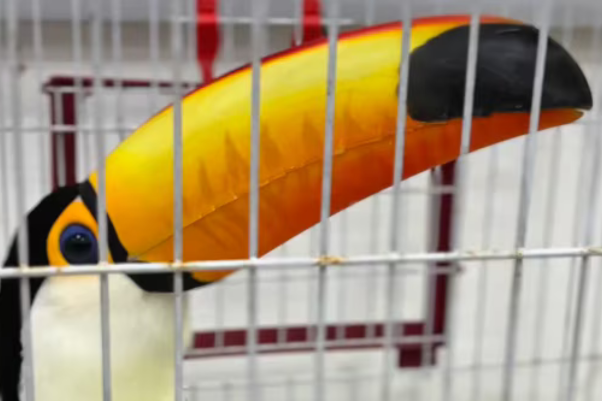Toucans and Tortoises Rescued in Major Brazilian Wildlife Trafficking Bust