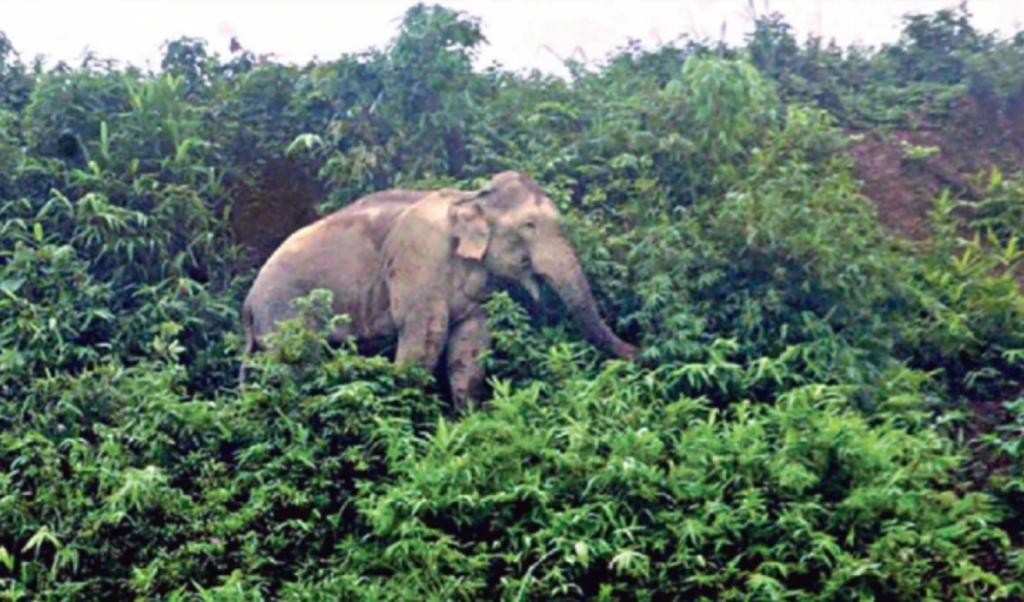 tragic death after attempt to film wild elephant Tragic Death After Attempt to Film Wild Elephant