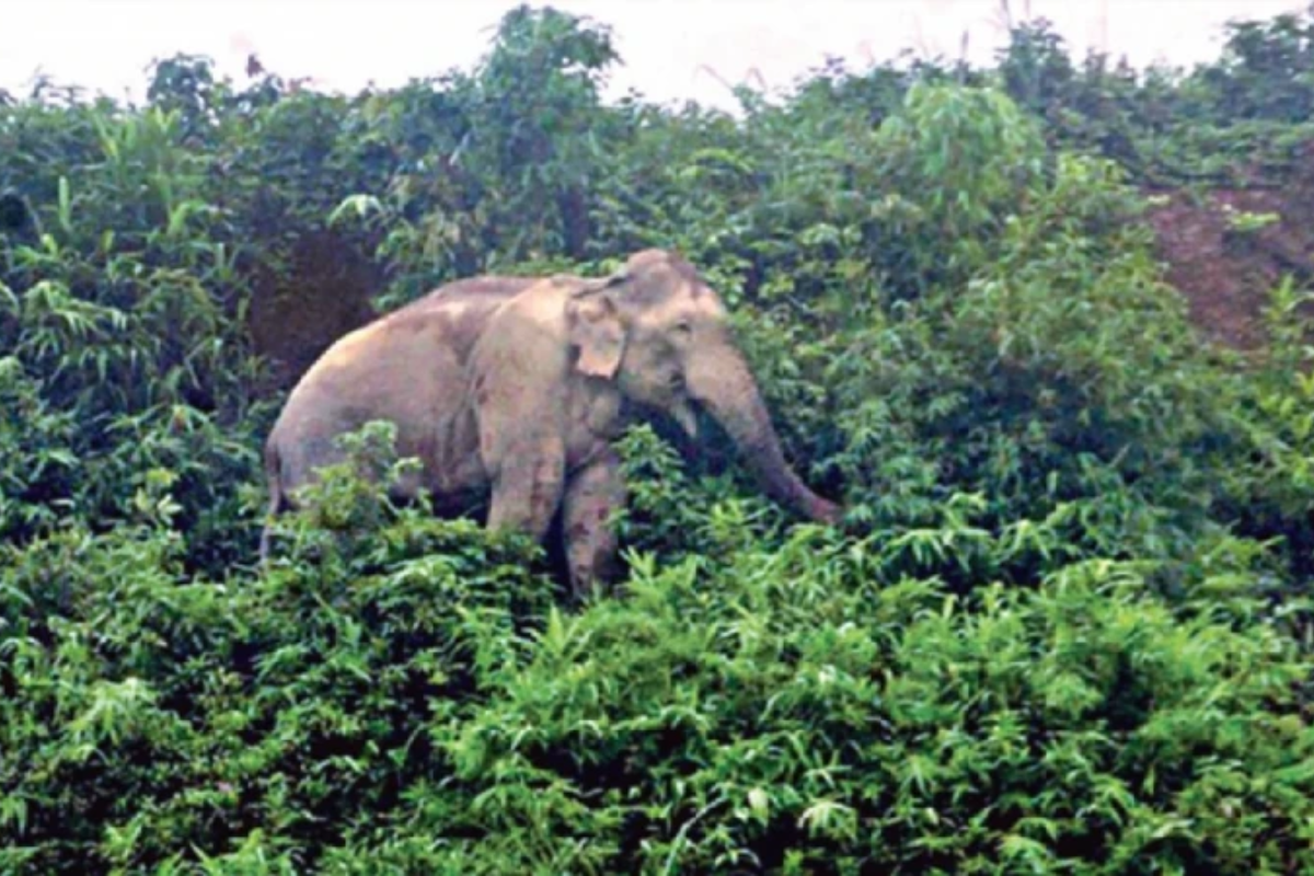 Tragic Death After Attempt to Film Wild Elephant
