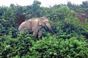 Tragic Death After Attempt to Film Wild Elephant