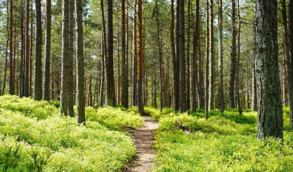 tragic death of child rescued from woods Tragic Death of Child Rescued from Woods