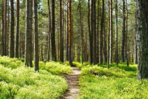 Tragic Death of Child Rescued from Woods