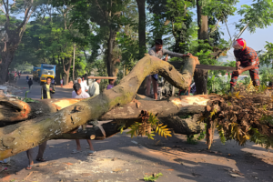 Tree Blockade on Dhaka-Barisal Highway in Madaripur Lifted After Four Hours