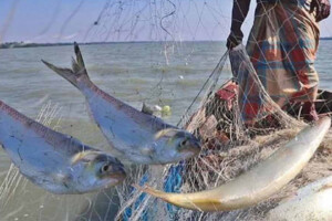 Two-Month Fishing Ban Enforced on Padma and Meghna