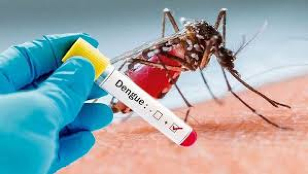 two more dengue deaths 678 admitted to hospitals Two More Dengue Deaths, 678 Admitted to Hospitals