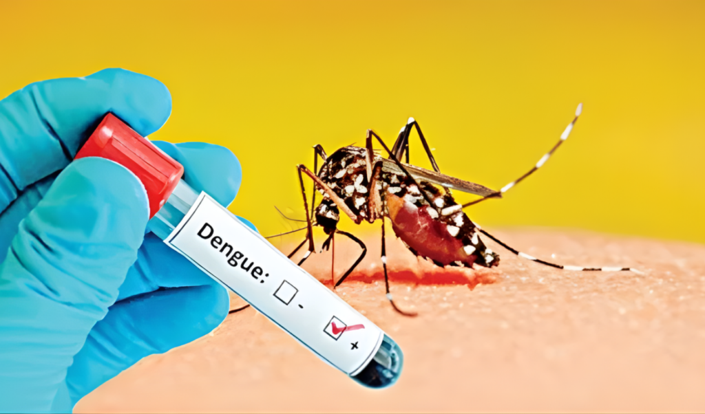 two more dengue deaths reported 565 admitted to hospital Two More Dengue Deaths Reported, 565 Admitted to Hospital