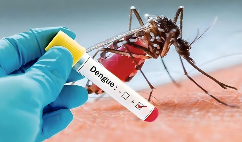 Two More Die from Dengue, 1,179 Hospitalised 2 two more die from dengue 1179 hospitalised Two More Die from Dengue, 1,179 Hospitalised