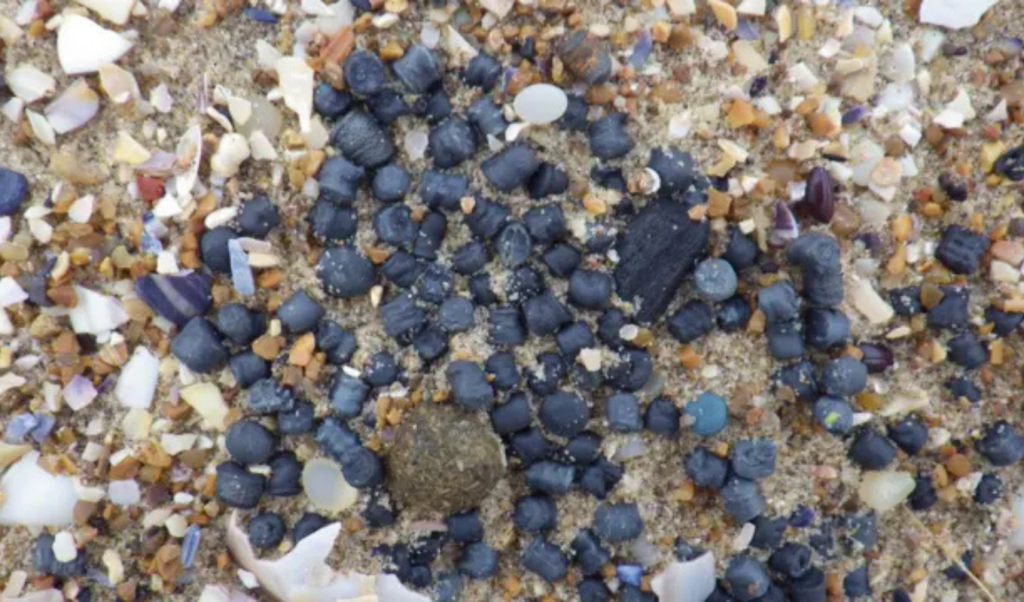 uk water firm admits responsibility for plastic pellet pollution UK Water Firm Admits Responsibility for Plastic Pellet Pollution