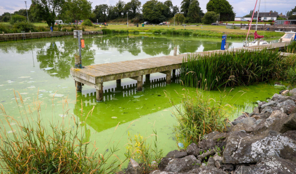 uks largest lake dying as algae blooms worsen UK’s Largest Lake ‘Dying’ as Algae Blooms Worsen