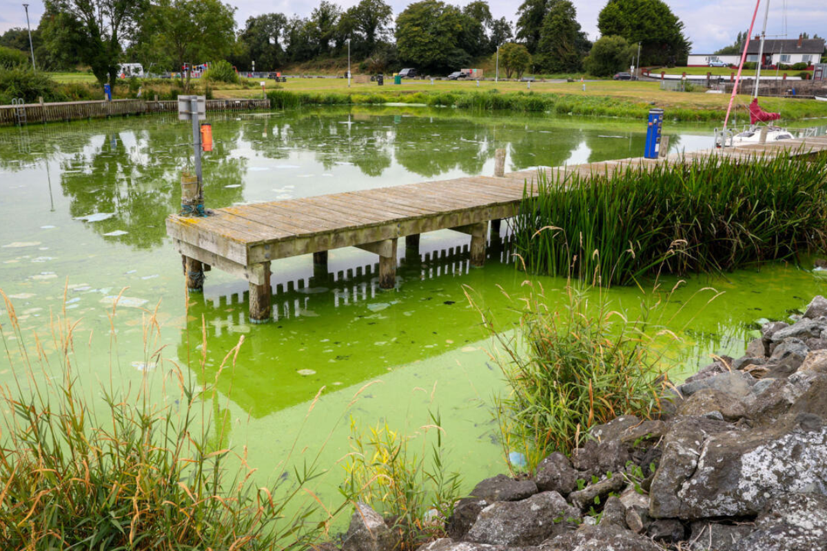 UK’s Largest Lake ‘Dying’ as Algae Blooms Worsen
