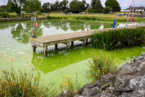 UK’s Largest Lake ‘Dying’ as Algae Blooms Worsen