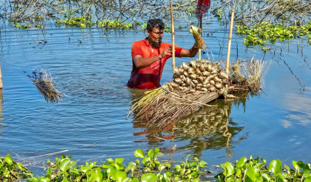 unrestricted snail trade threatens biodiversity in chalan beel Unrestricted Snail Trade Threatens Biodiversity in Chalan Beel